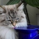 fontaine a eau pour chat en ceramique bleu chat qui boit