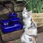 fontaine a eau pour chat en ceramique bleue exterieur
