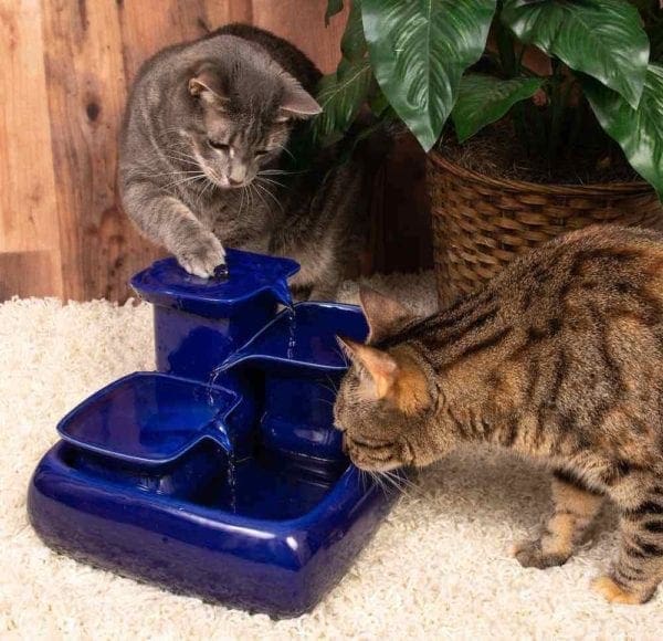 fontaine miraculeuse pour chats miaustore bleue avec chat