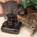 fontaine miraculeuse pour chats miaustore galaxy avec chat