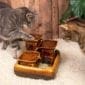 fontaine miraculeuse pour chats miaustore noyer avec chat