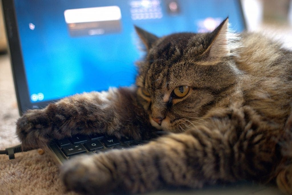 Un chat allongé sur un clavier d'ordinateur portable