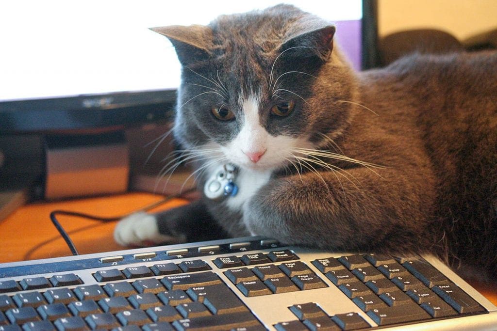 Un chat gris et blanc entre un écran et un clavier
