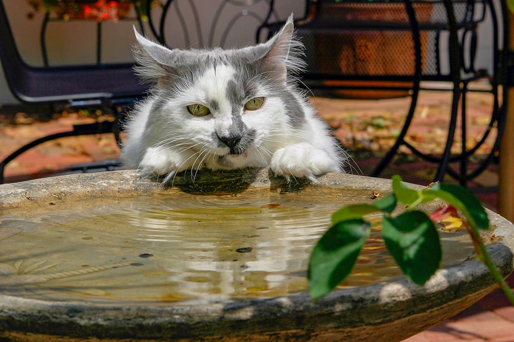 Chat en train de boire dans un bassin dans un jardin