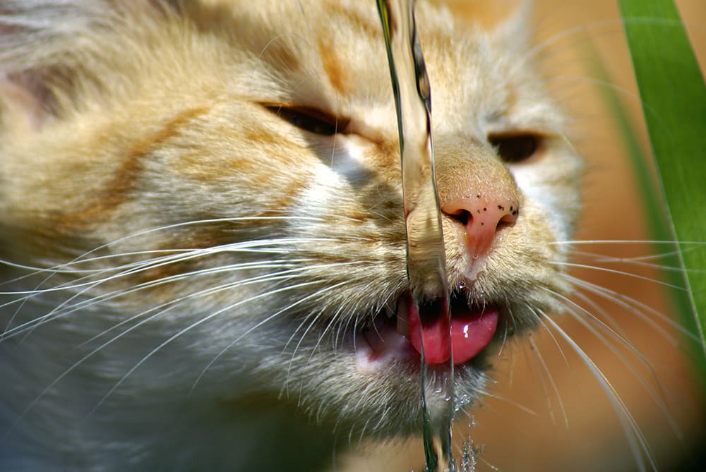 Gros plan sur un chat buvant au robinet