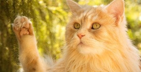 Un chat roux dans les herbes